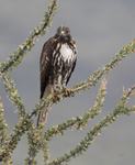 Red Tailed Hawk on Octillo 1519